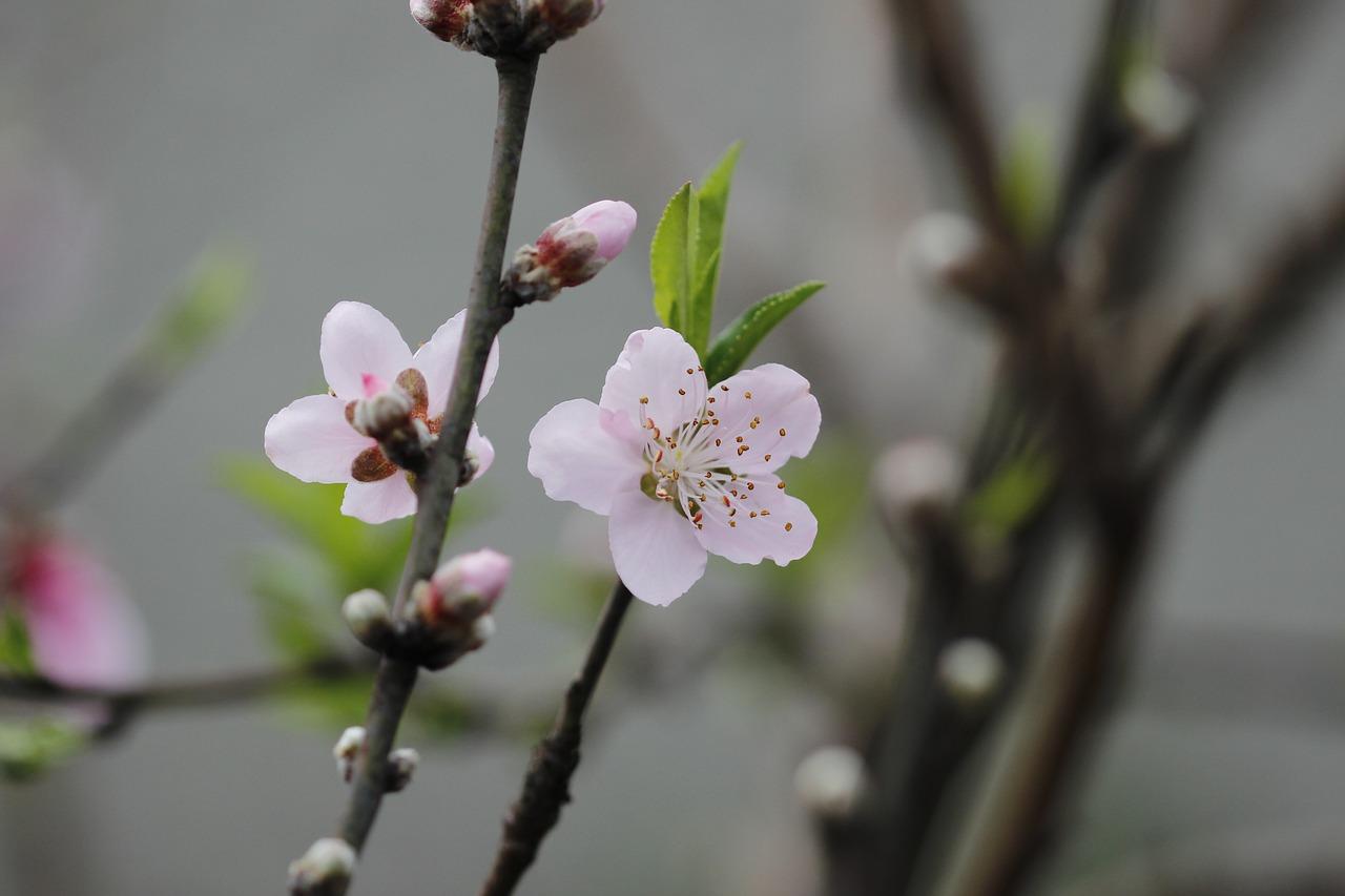 桂花树有什么特征