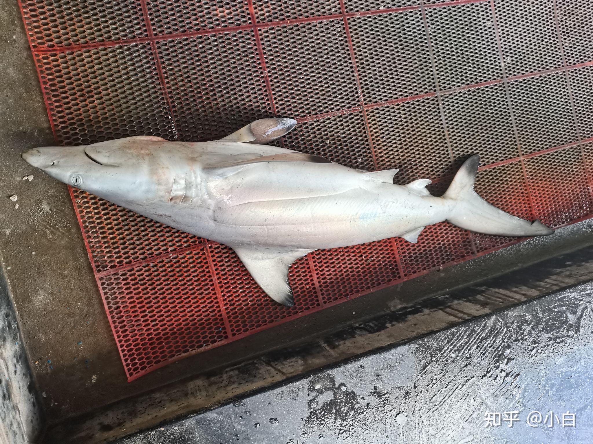 鲨鱼肉究竟能不能吃