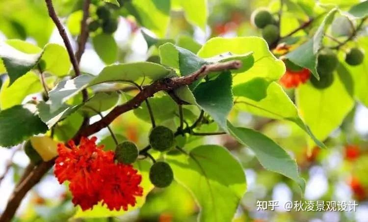 中国南北方适合种植的44种行道树!请查收~ - 知乎