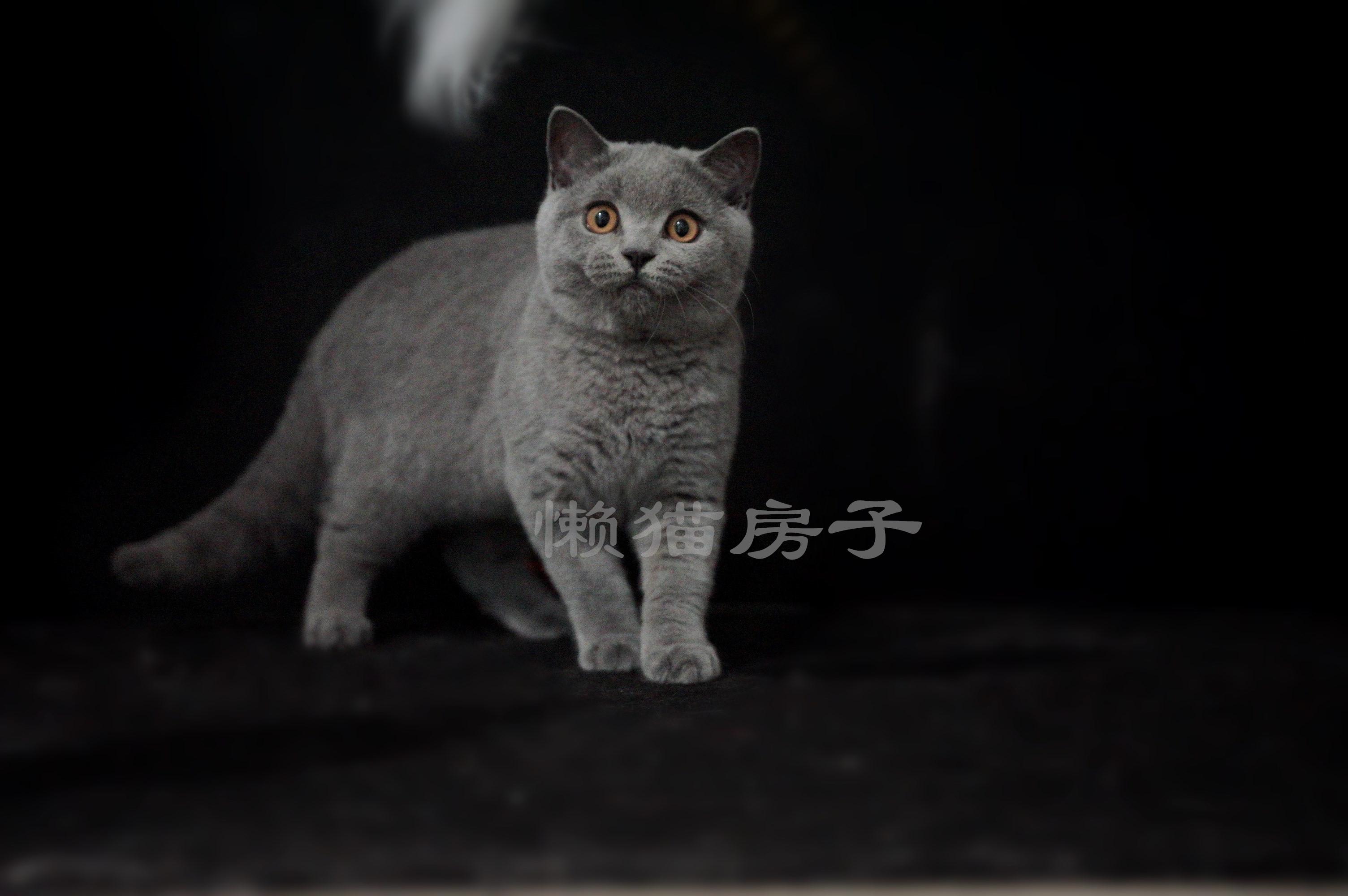 猫的血型解密 — 6 大关键信息 - 知乎