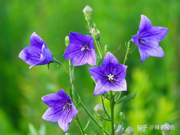 东北农村植物桔梗被称“狗宝”，有这几种吃法，想象不到，真的太美味 - 知乎