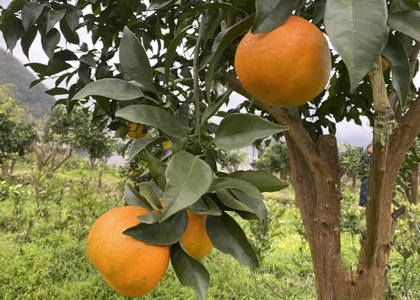 明日见柑橘种植难 3个因素为主 果农如何提高栽培成功率 知乎 明日见柑橘种植难 3个因素为主 果农如何提高栽培成功率 知乎