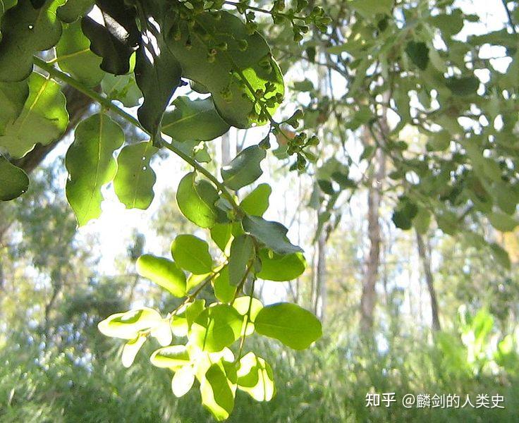 【地球生物全系列——植物篇】樟科—樟亚科（三）：楠木 - 知乎