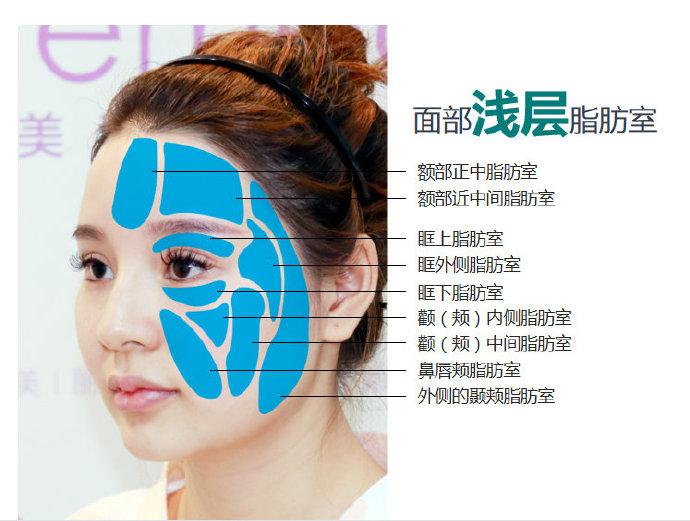 面部脂肪解剖结构 - 知乎