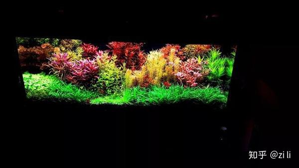 花团锦簇的荷兰缸 太养眼啦 更有梁劲 盘育成强强联手造景直播首秀 知乎