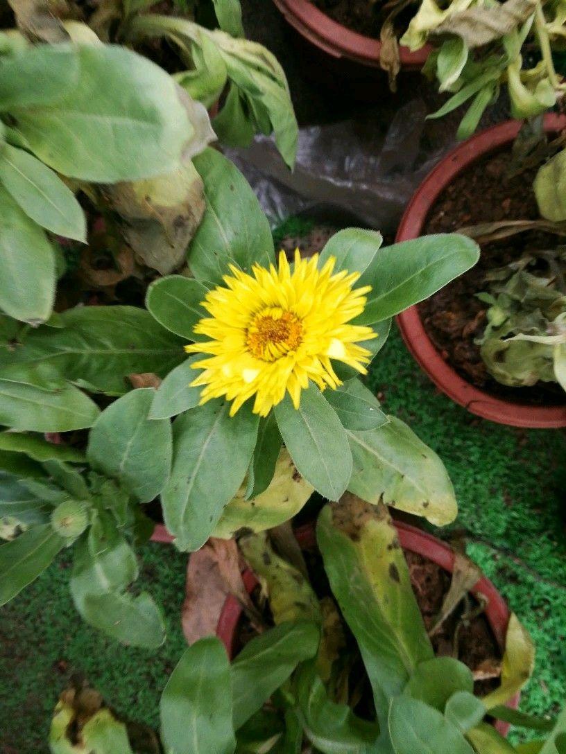 風鈴草金魚草紫羅蘭小蒼蘭,網球花(南非)法國白頭翁,風信子,克氏