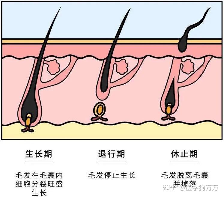 养发第一步:了解头发生长周期