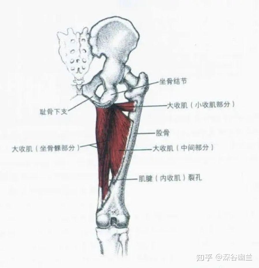 筋膜链前深线图片