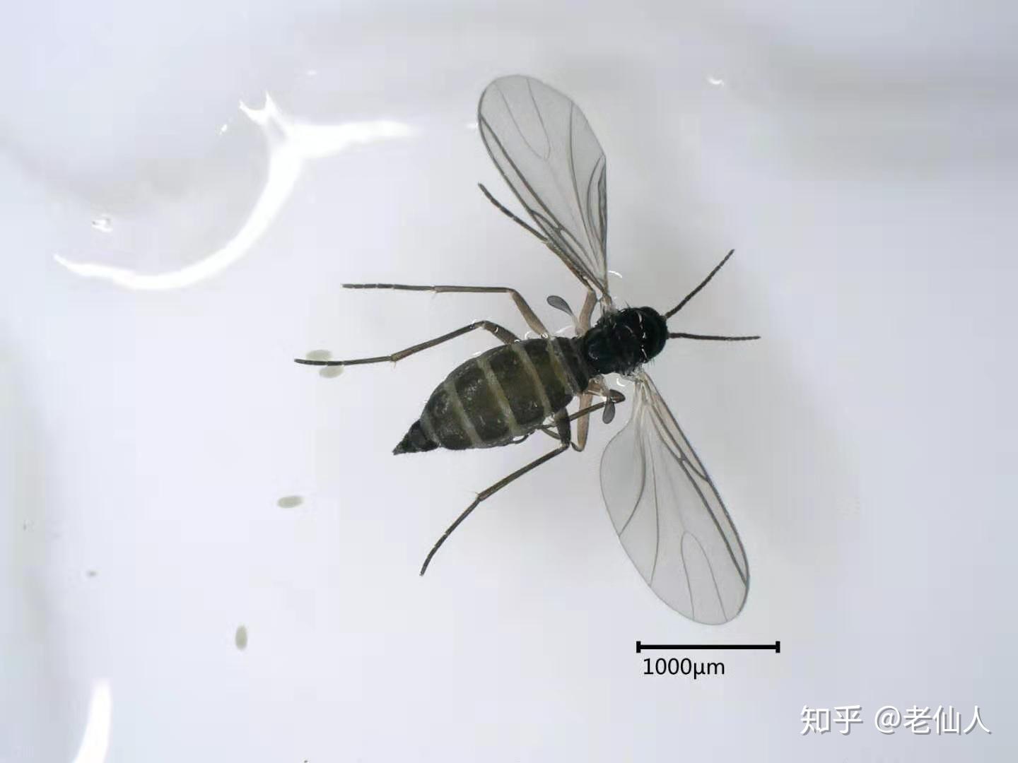 怎么清理小飞虫 v2-dc4d0b7f8cc0786be8d918b3ccc09798_r.jpg