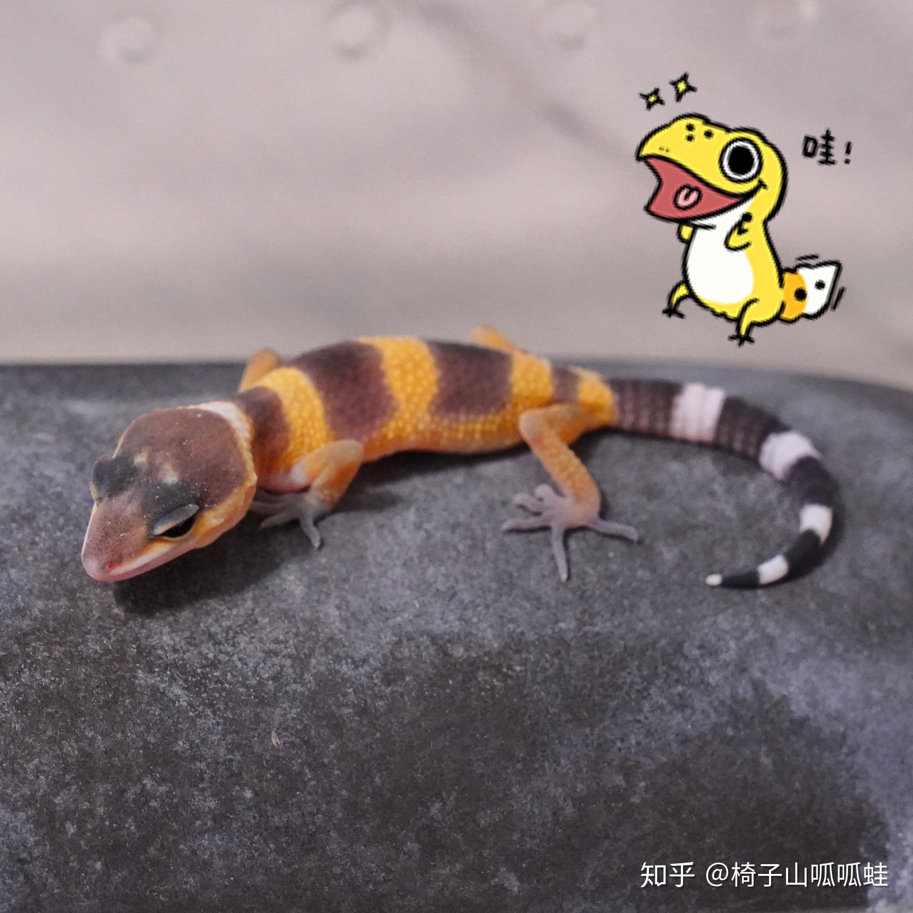 最适合学生和懒人党的萌宠 - 守宫 之饲养入门 - 知乎