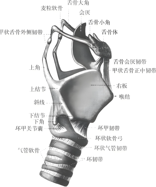 喉的解剖科普 - 知乎