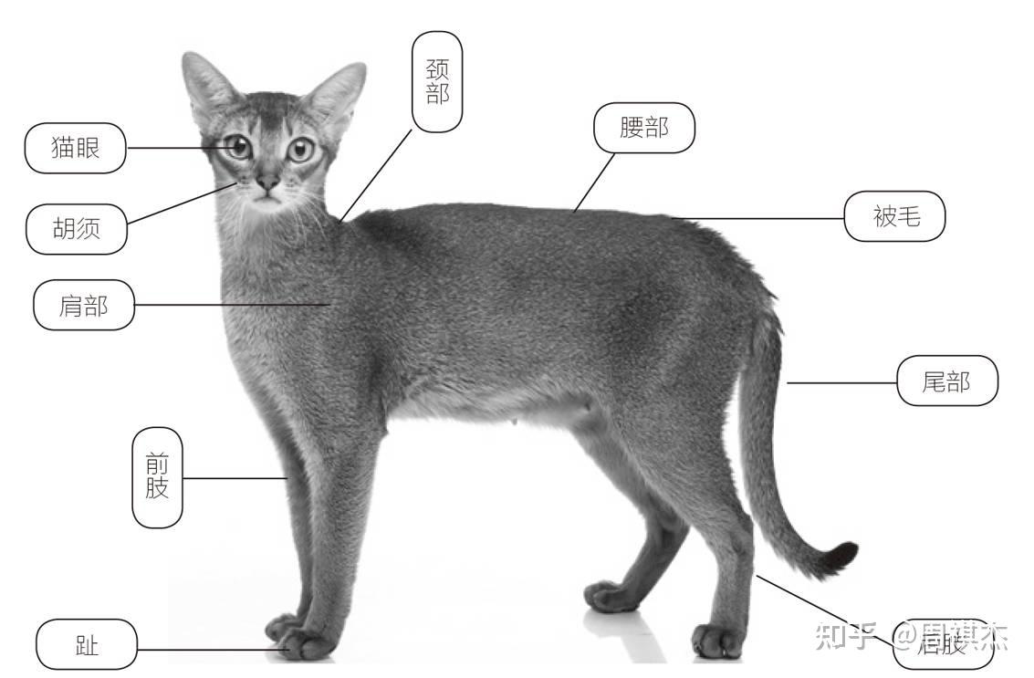猫的身体结构图及名称图片