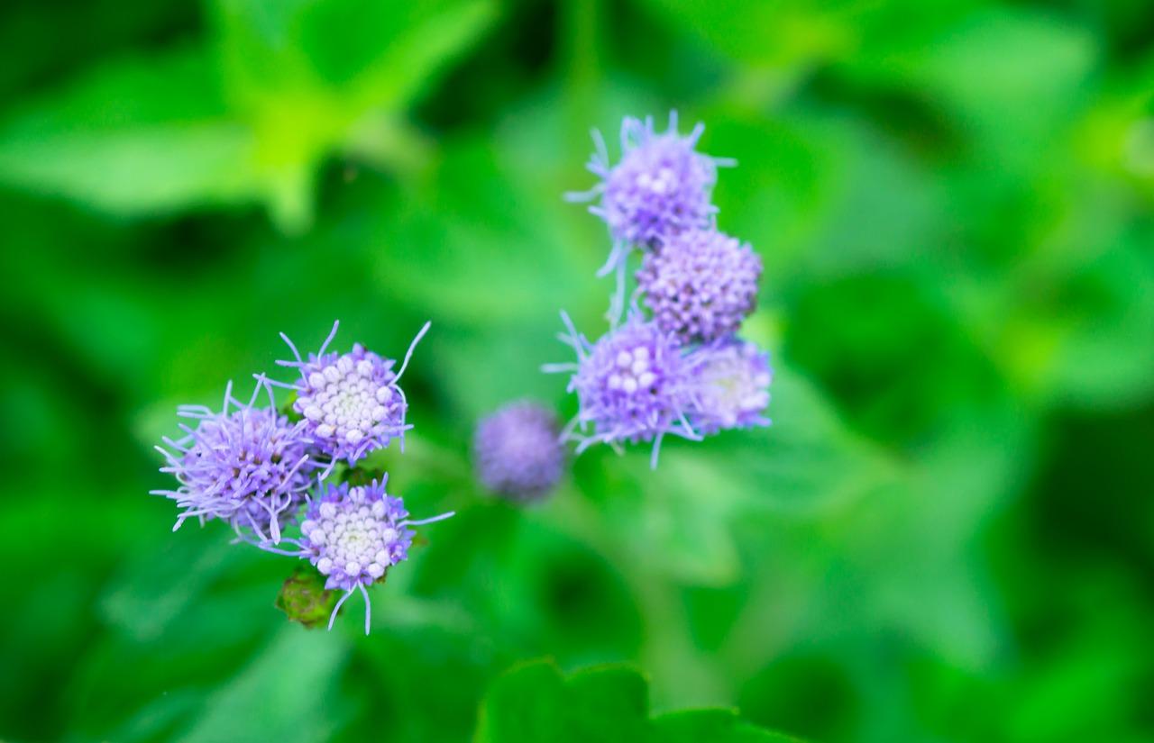 4. 花草养护技巧