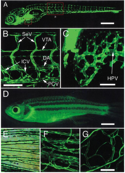 血管特異性轉基因熒光斑馬魚能實現體內脈管系統的高分辨率成像,並