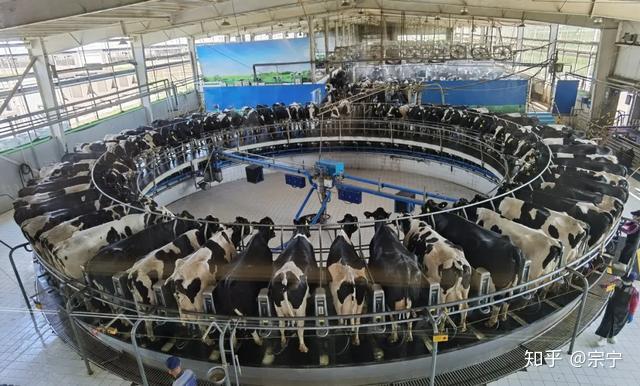 高科技的智能养牛