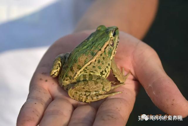 風尖浪口上的黑斑蛙吃了一輩子飼料為何還是野生動物