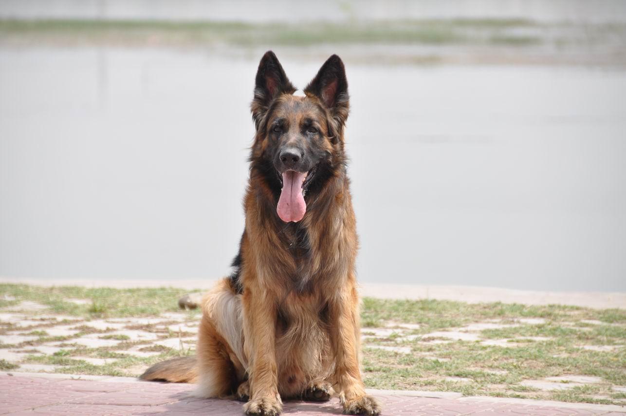 主人用了这一招狼狗秒变小绵羊德牧就该这样治