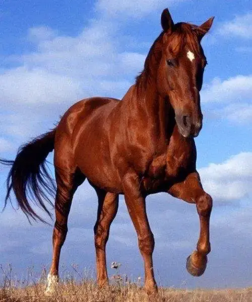 马作的卢飞快 - 知乎