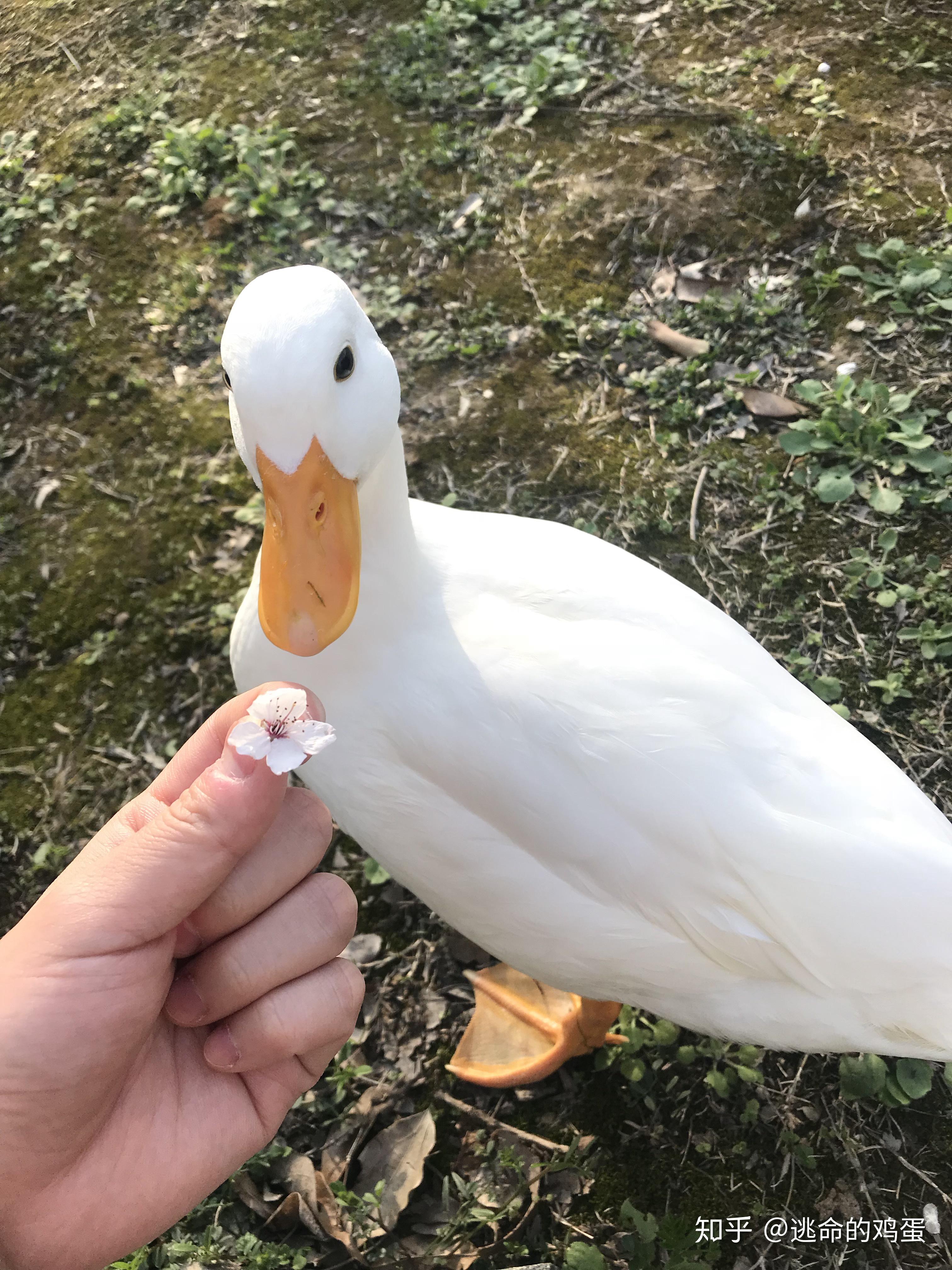 柯尔鸭好养么? - 知乎