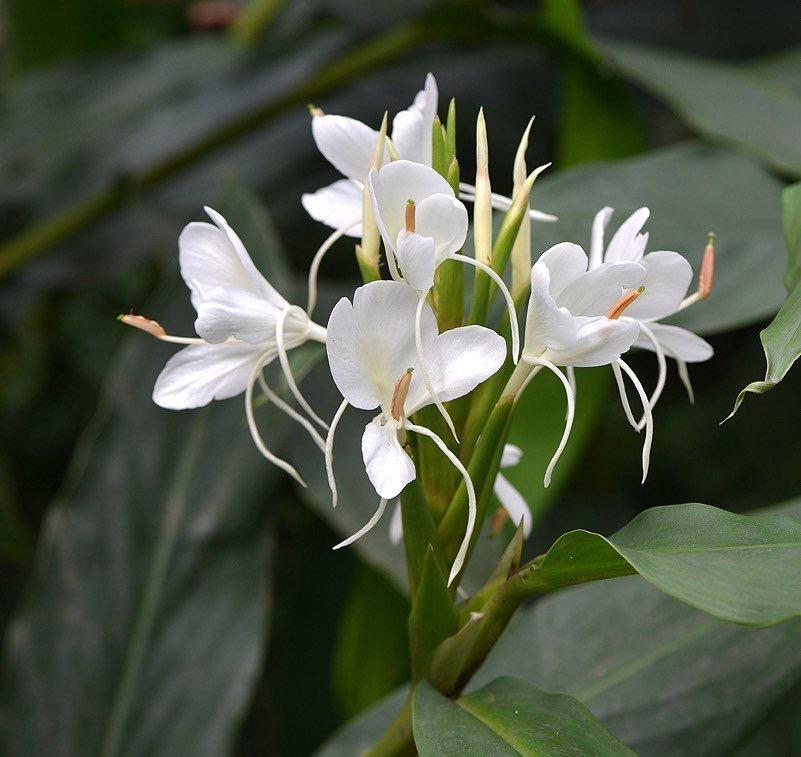 姜花,是不是生姜开的花?