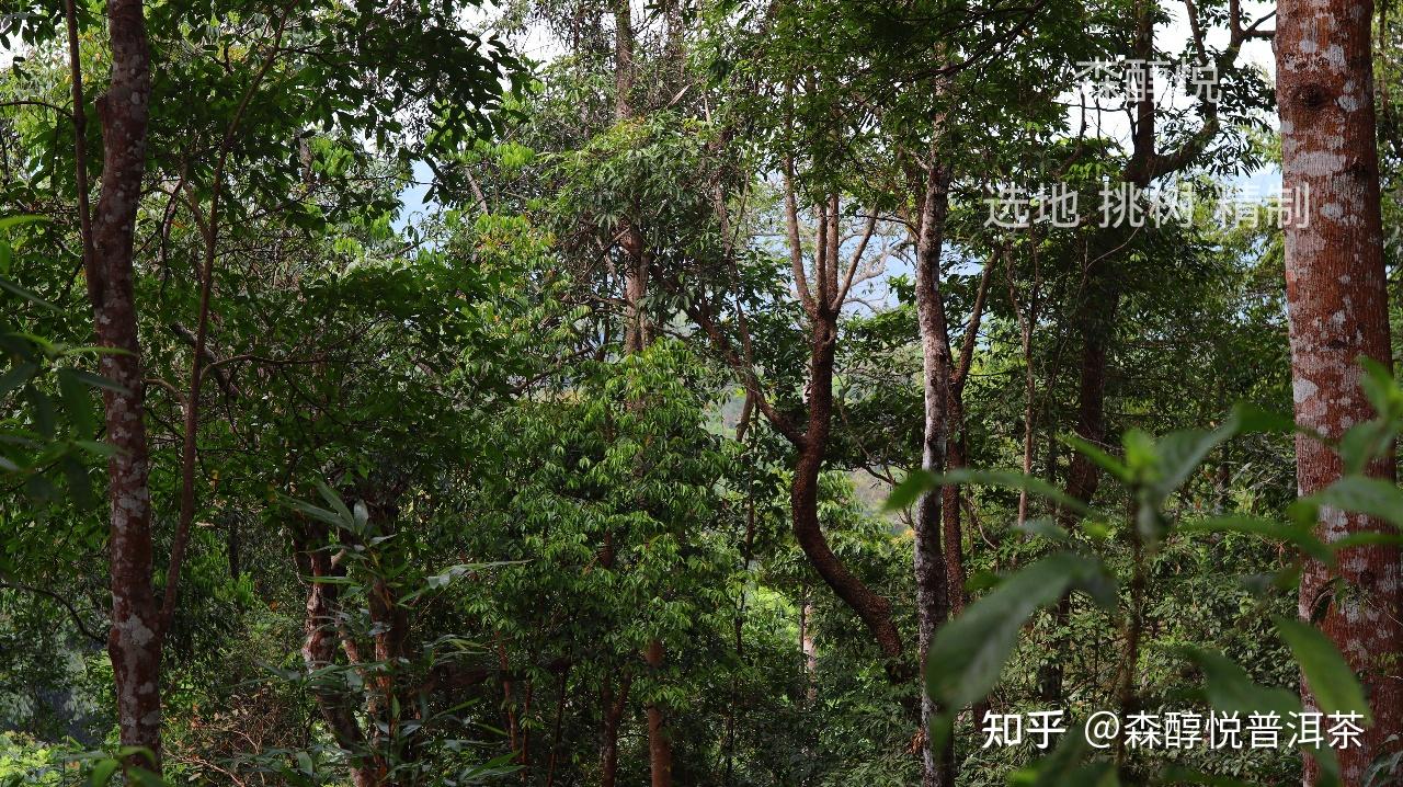 细说古六大茶山之攸乐山