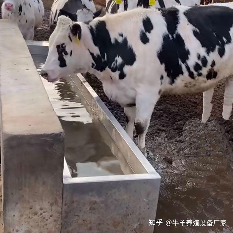 牛用加热不锈钢水槽