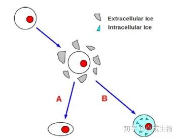 低温冷冻保存的技术研究(三) - 知乎