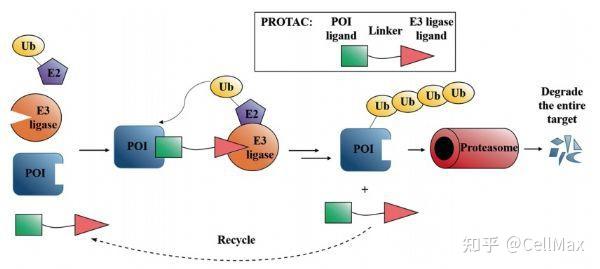 PROTAC技术简介及近期重大研究成果 - 知乎
