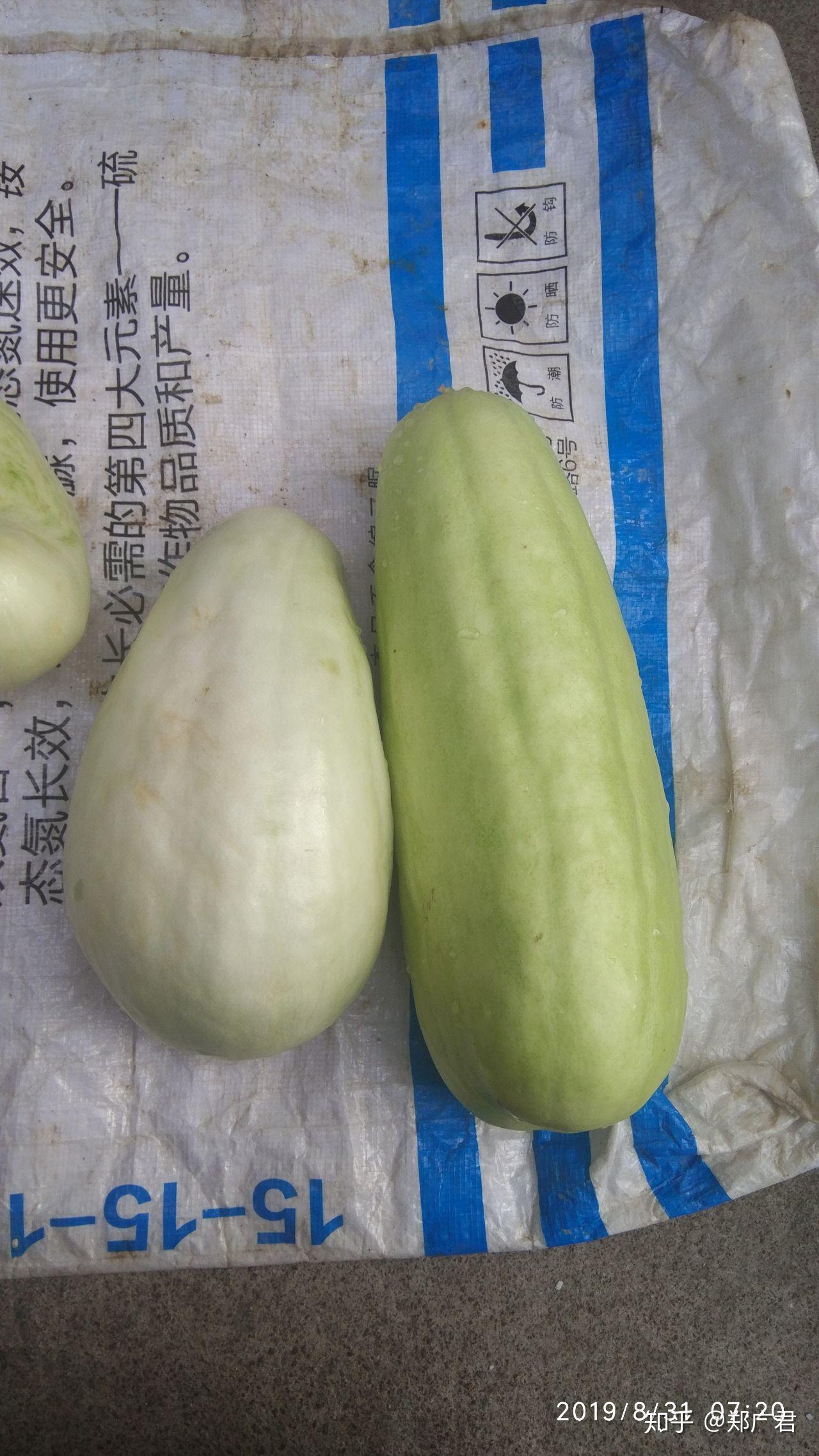 南方所说的"骚瓜"(读音)学名是什么? - 知乎