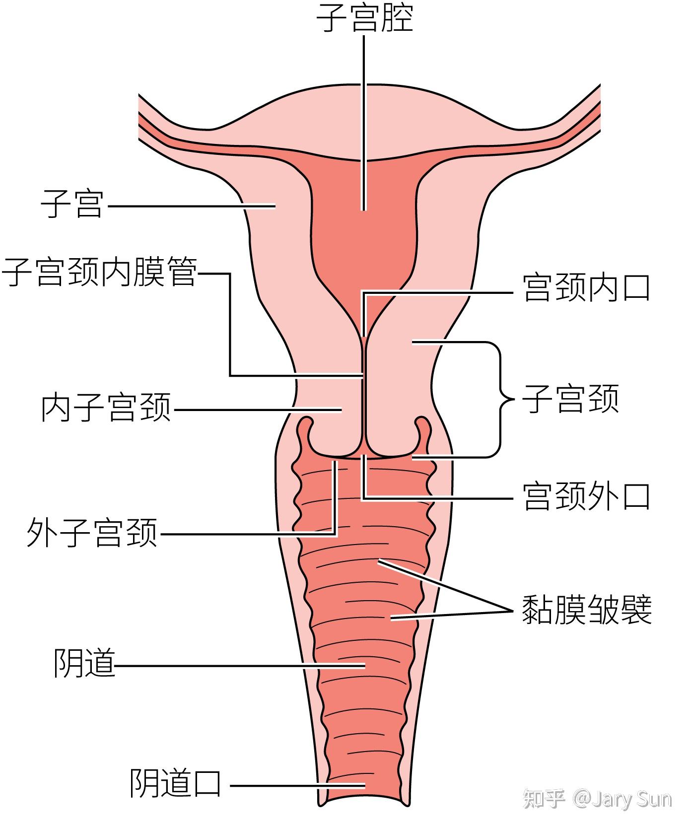 女性生殖器官包括卵巢,输卵管,子宫,阴道(图1)和外阴