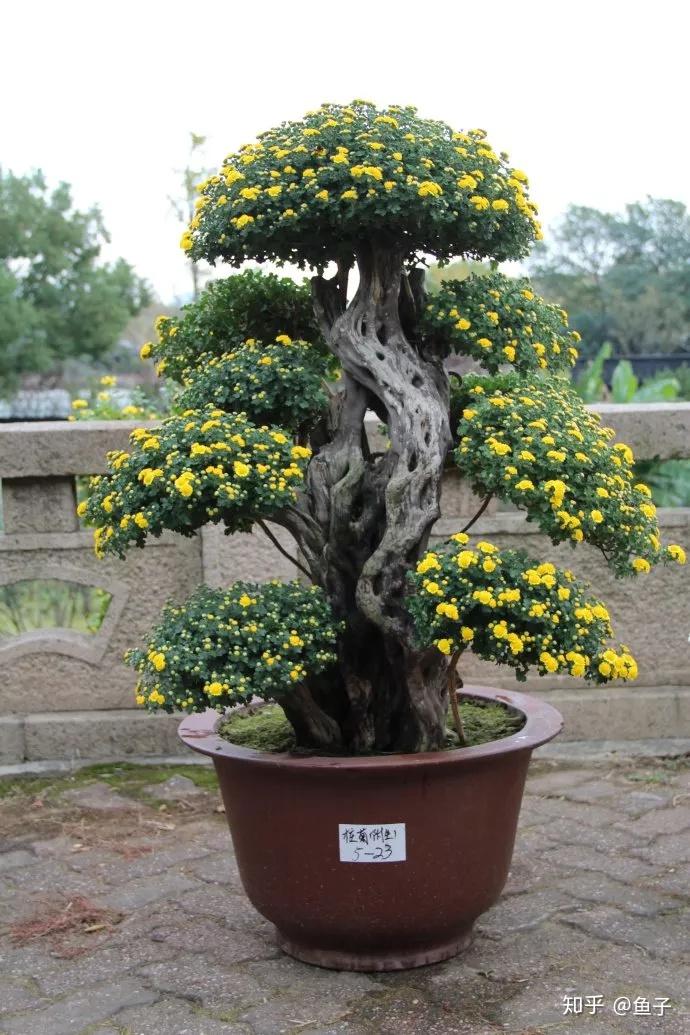 金秋赏菊面面观:木本菊花之栌菊木