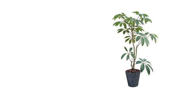 家居绿植推荐-日本大叶伞 - 知乎