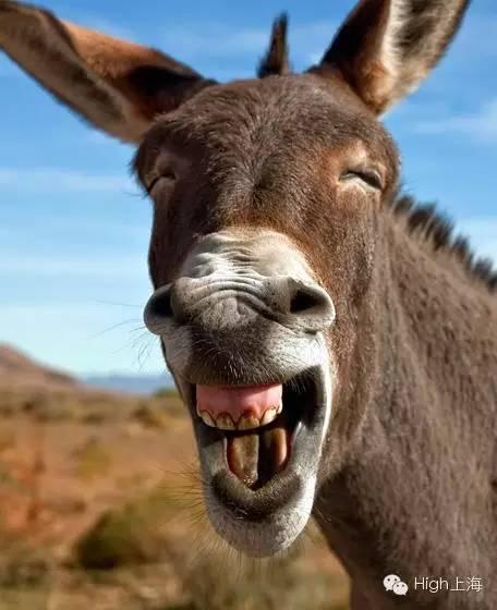 哈哈,笑煞我了!