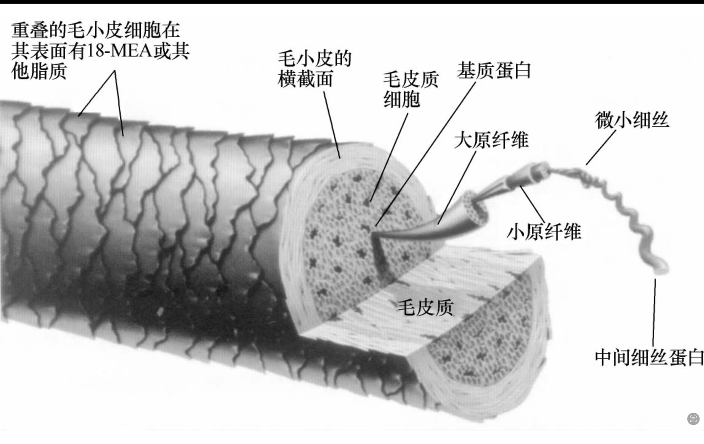 毛发的结构 - 知乎