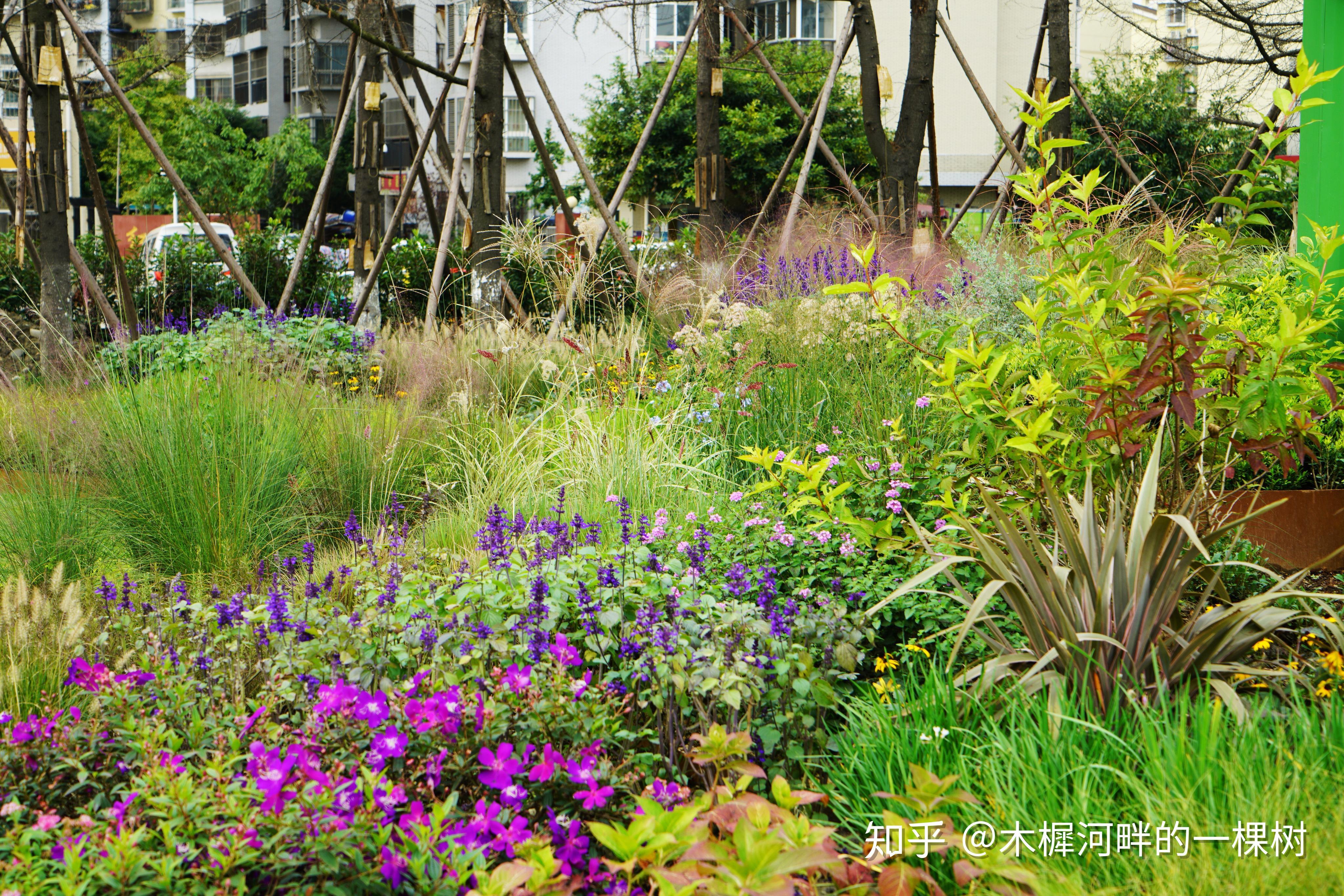 景观元素花卉园林植物图片素材免费下载 - 觅知网