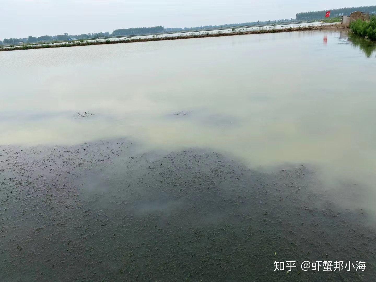 用多次施肥方法肥水:第一次进水30-50厘米即施肥,待水色和透明度调节
