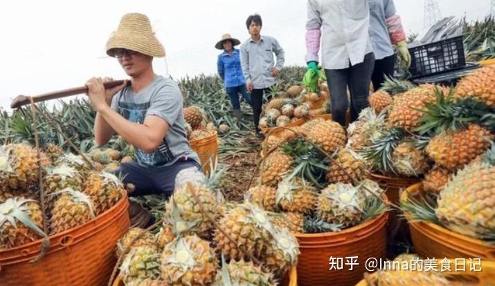 图片[20]-为什么很多人非说凤梨不是菠萝？-小余博客