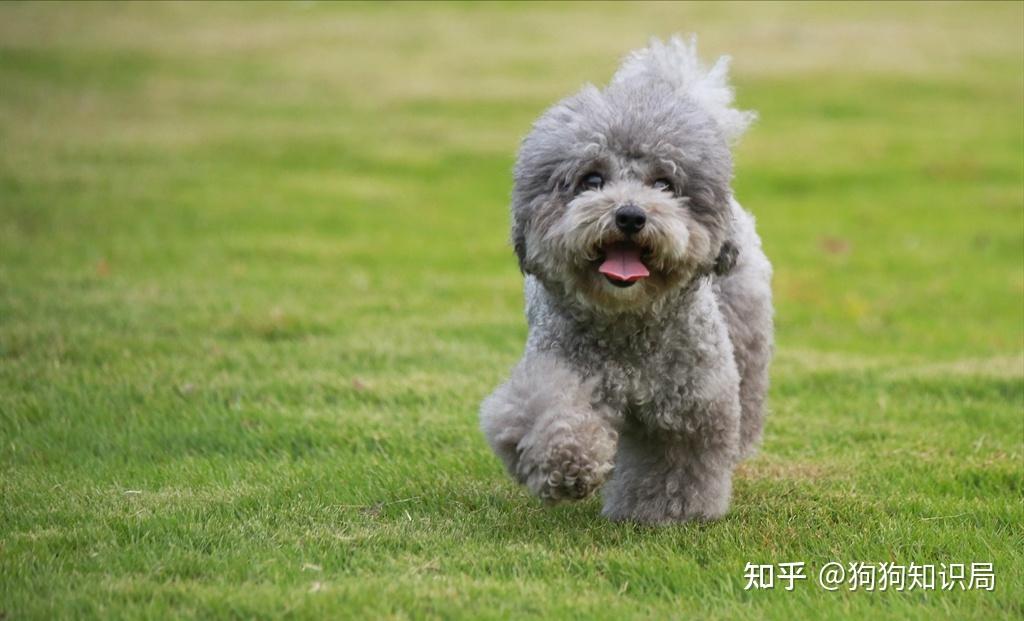 泰迪不同的花色"代表"着不同的性格,你觉得准吗?