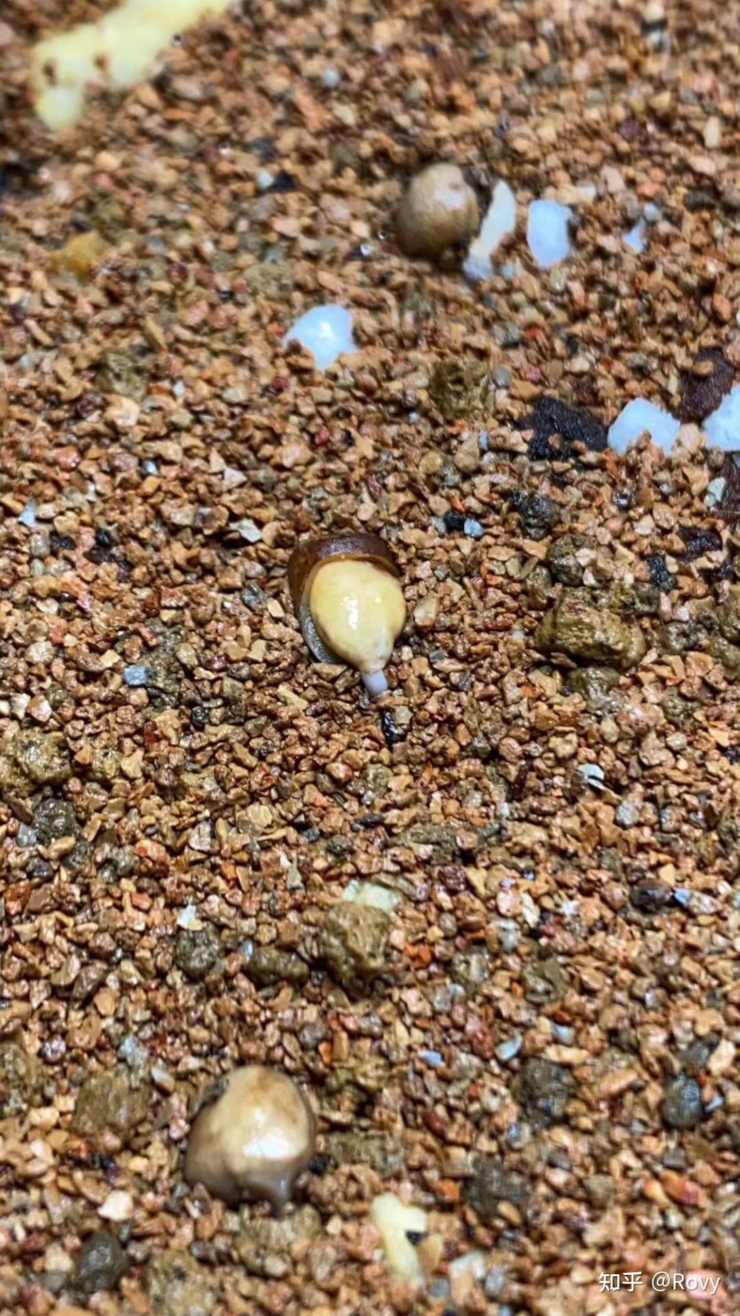 珍稀橄榄commiphorakataf正白皮播种指南