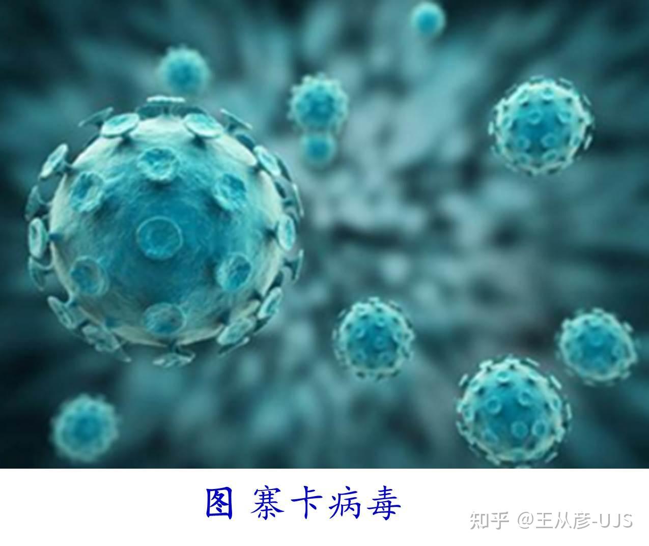 环境微生物及其与人类之关系