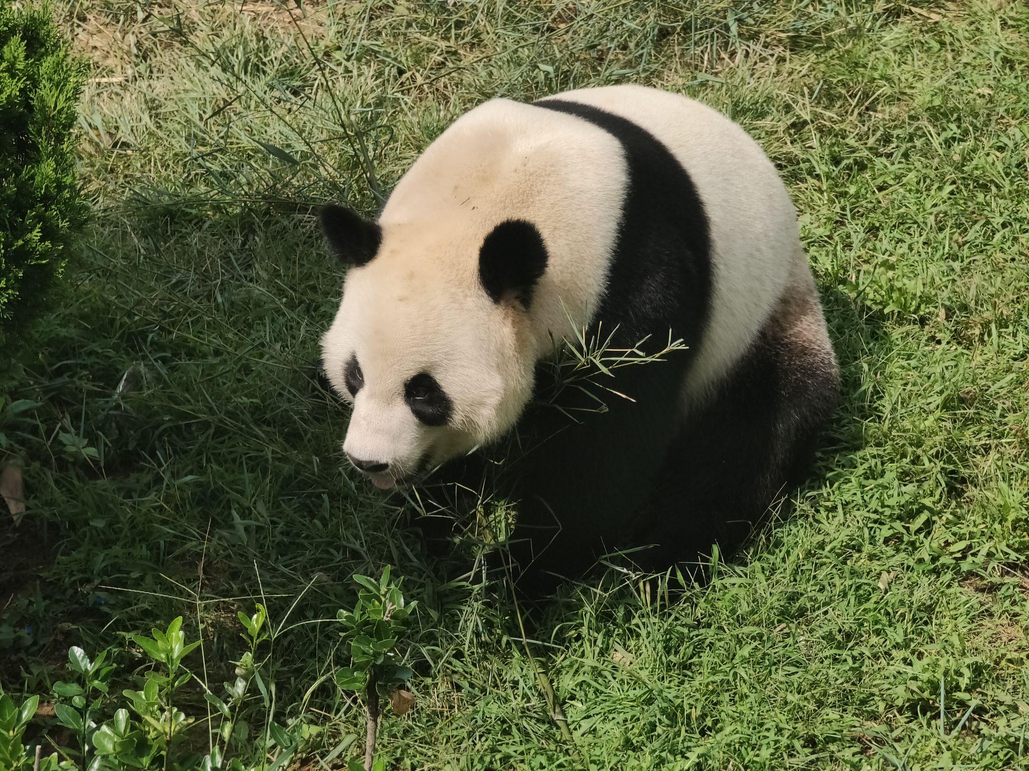 熊猫有一种忙碌叫金虎闲不住