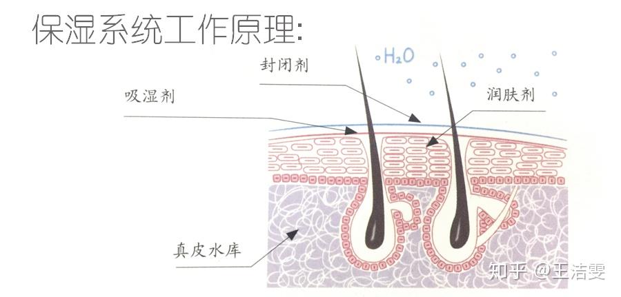 怎样减少头皮出油 v2-dcb365fbae88d149b46bfa60c2b0c73d_r.jpg