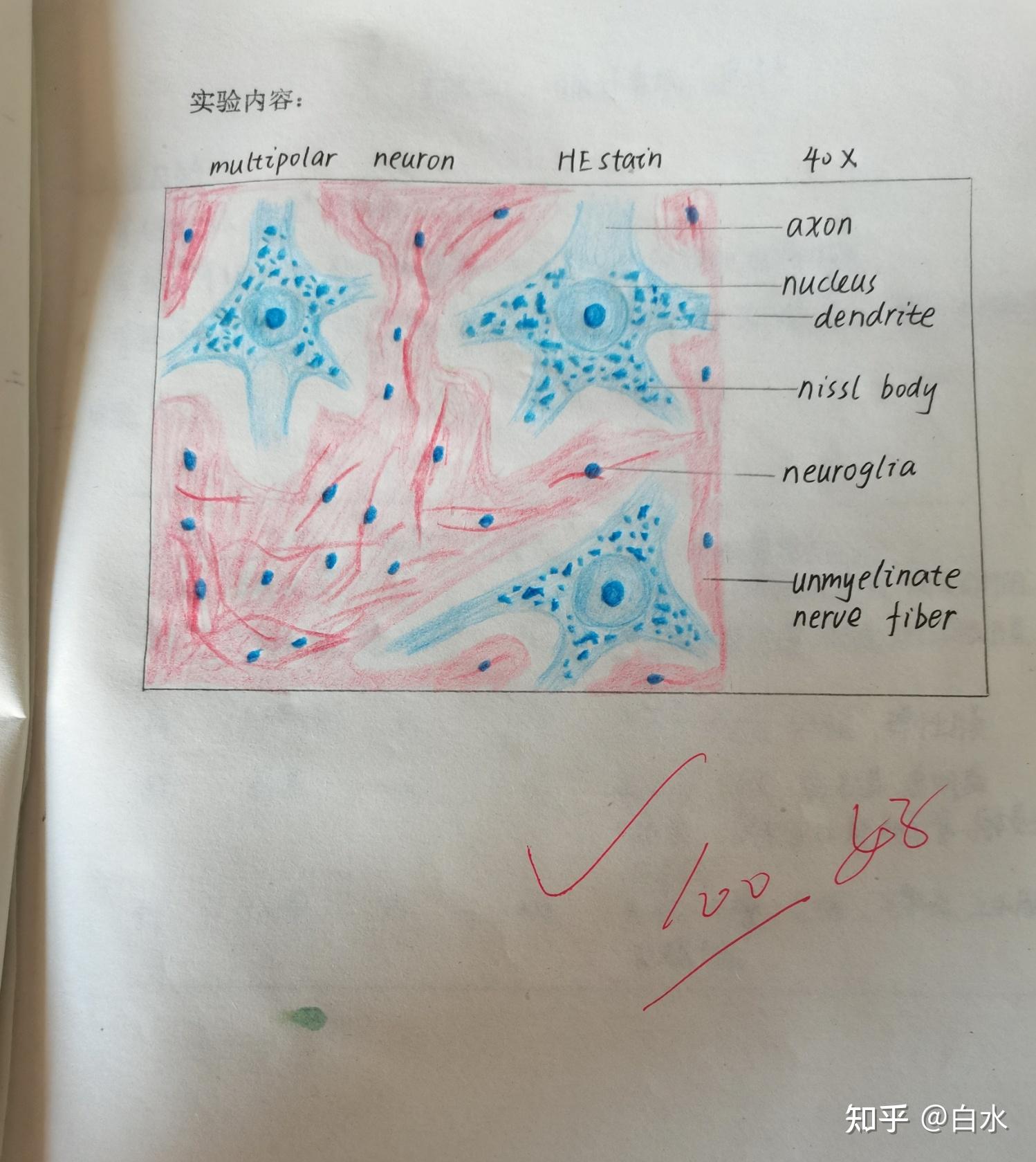 組胚紅藍鉛筆繪圖