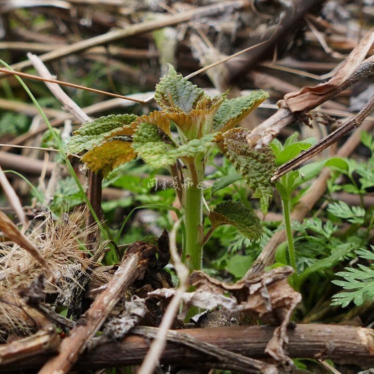 苎麻,多年生宿根性草本植物,每年3月播种.