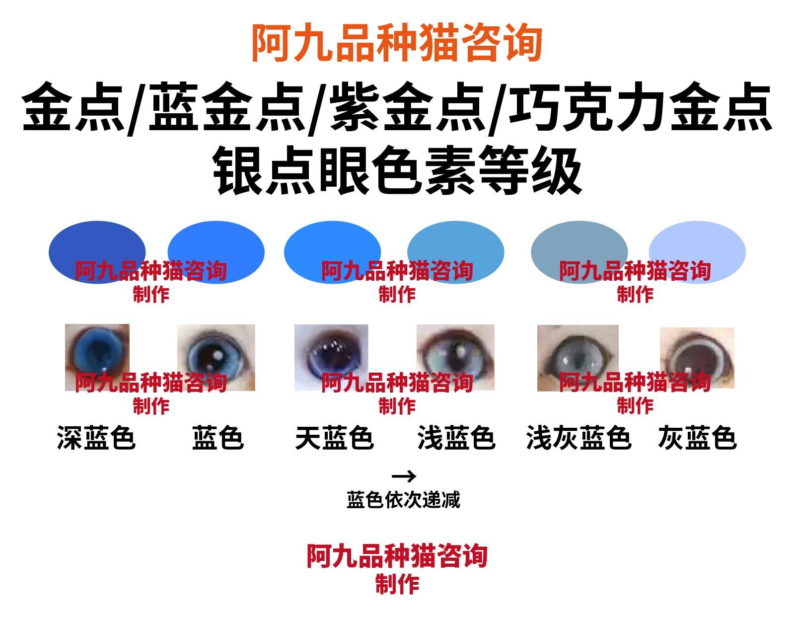 如何鉴别金点英短猫?