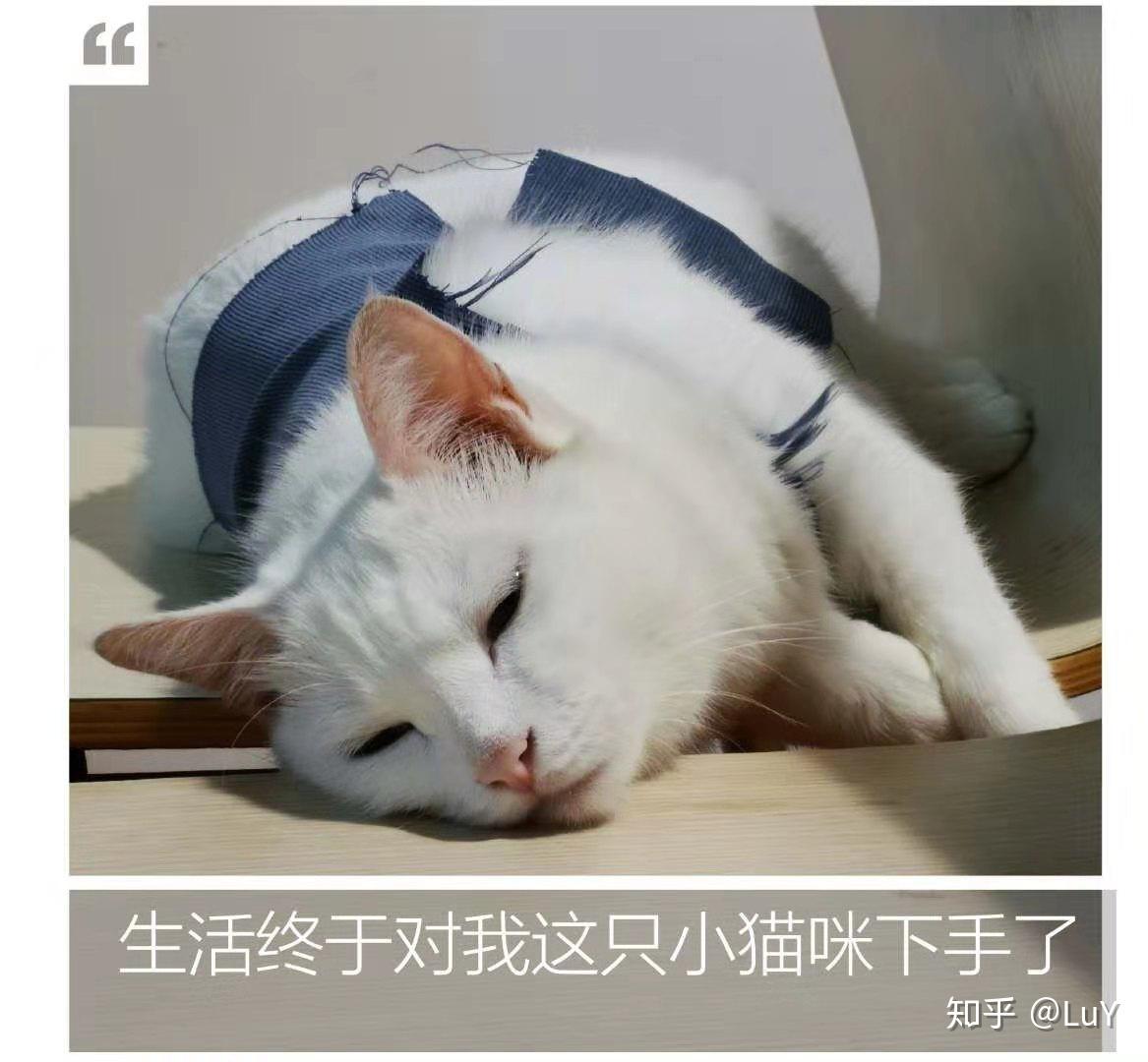 刚出生没多久的小奶猫怎么养?