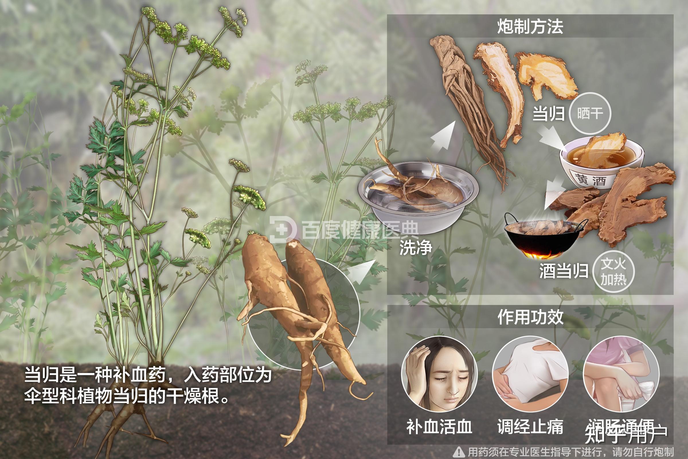 当归的作用与功效有什么? - 知乎