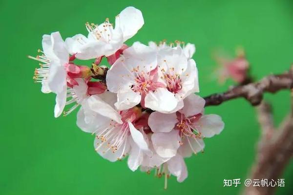 红楼梦 探春是杏花还是玫瑰花 或者二者都是 知乎