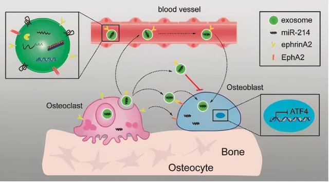 下载高分骨科文献外泌体研究精讲3分soeasy内含外泌体分离纯化实验