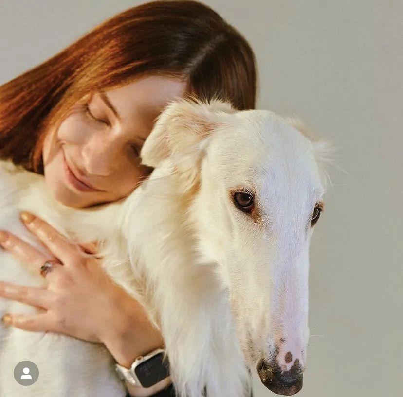 就是这样一只被称为狗界卷福的马脸狗狗,你爱了吗